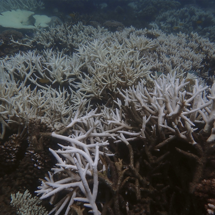 Oris_Aquis_Limited_edition_Great_Barrier_Reef_01_400_7790_4185_Juwelier_Clem_Vercammen_7.jpg